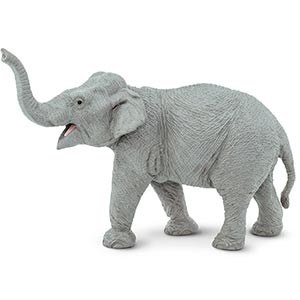 Asian Elephant