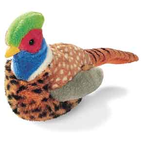 Ring-neck Pheasant with sound