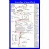 Genealogy of Jesus Wall Chart
