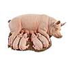 Sow with Piglets
